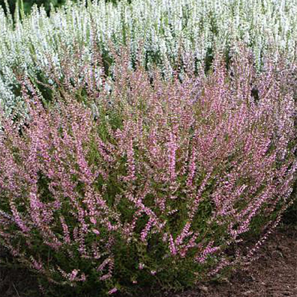 Calluna vulgaris Marlies - Heather