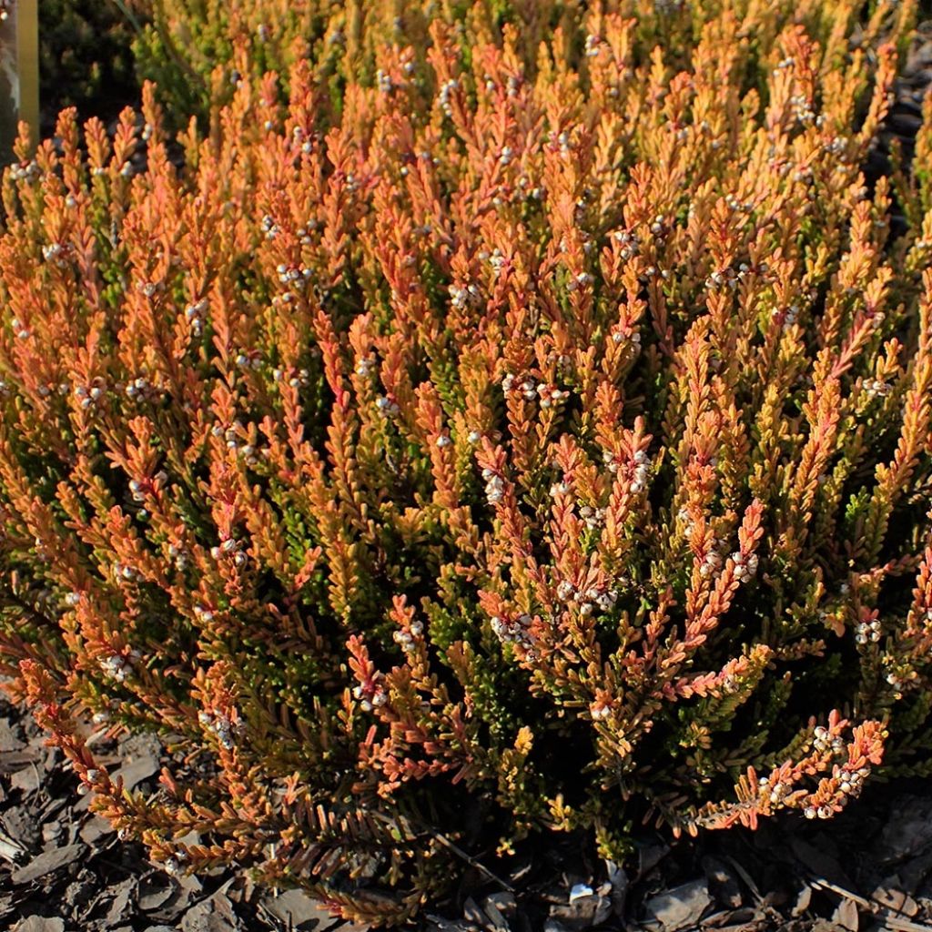 Calluna vulgaris Winter Chocolate - Heather