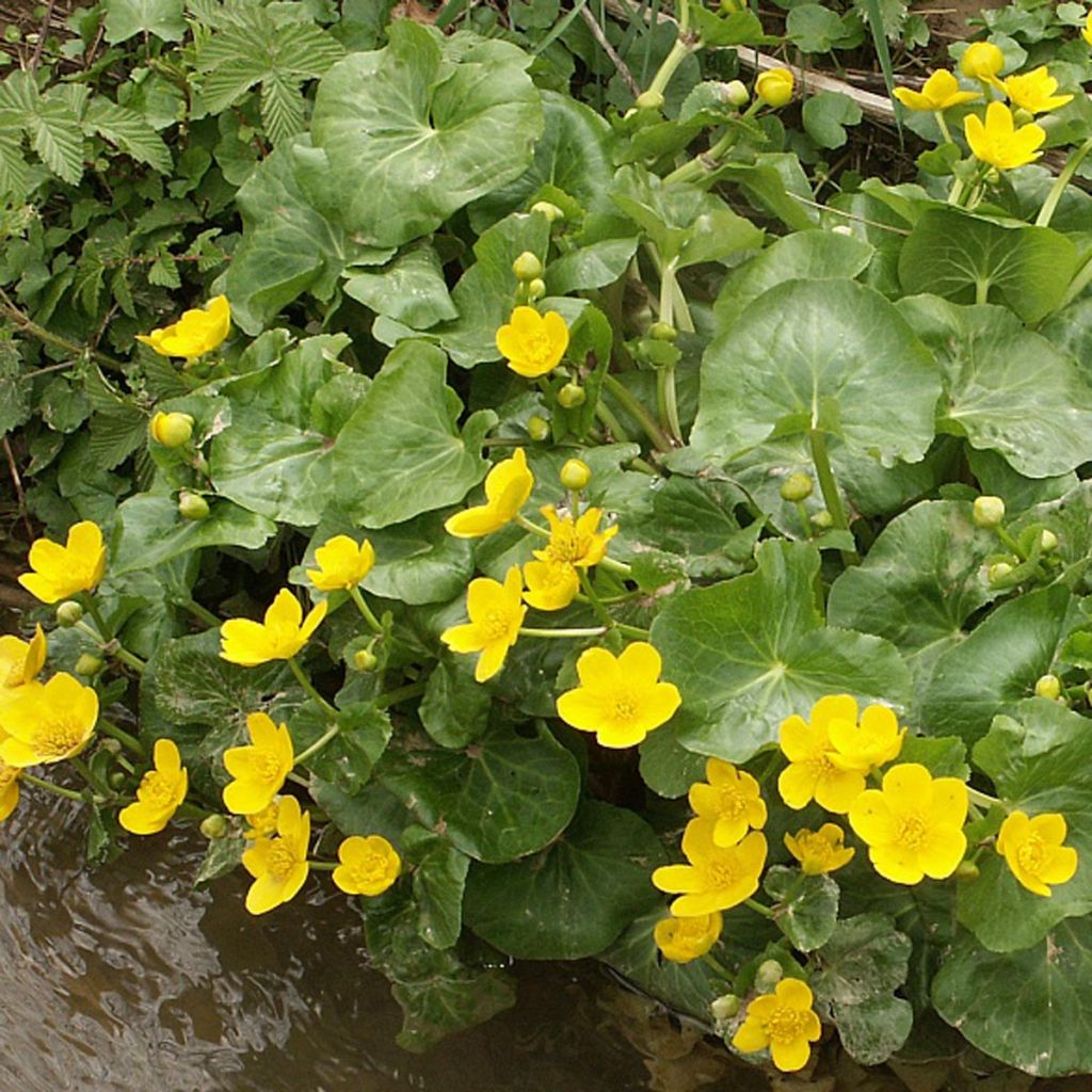 Caltha palustris Polypetala