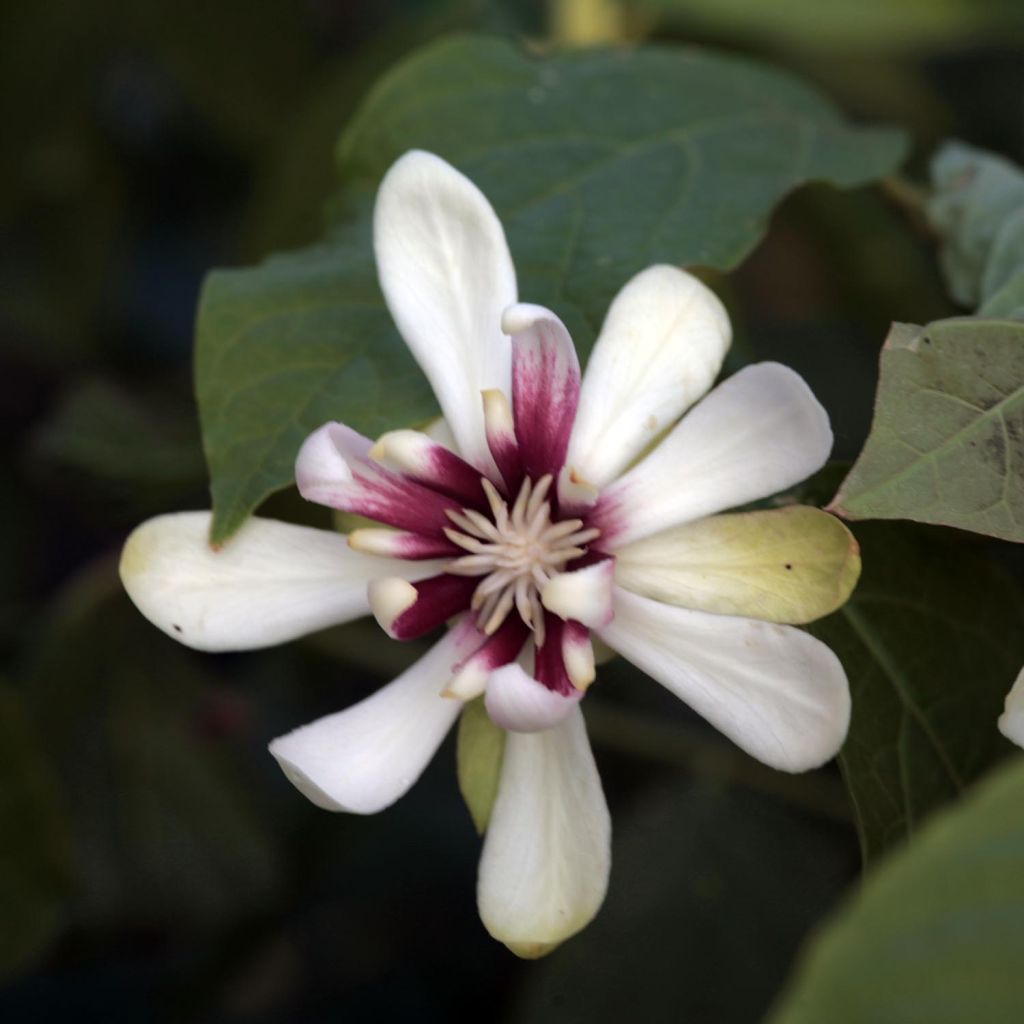 Calycanthus Venus- Sweetshrub