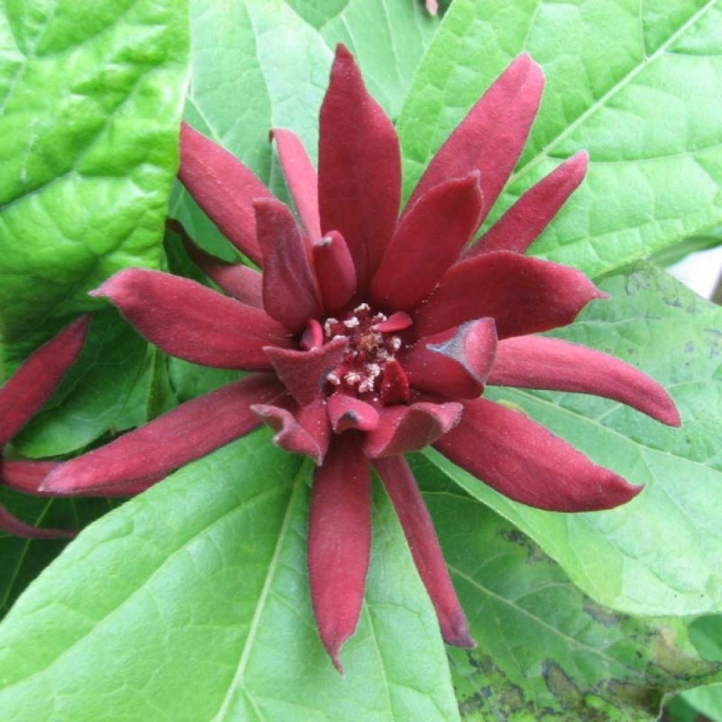 Calycanthus floridus - Sweetshrub