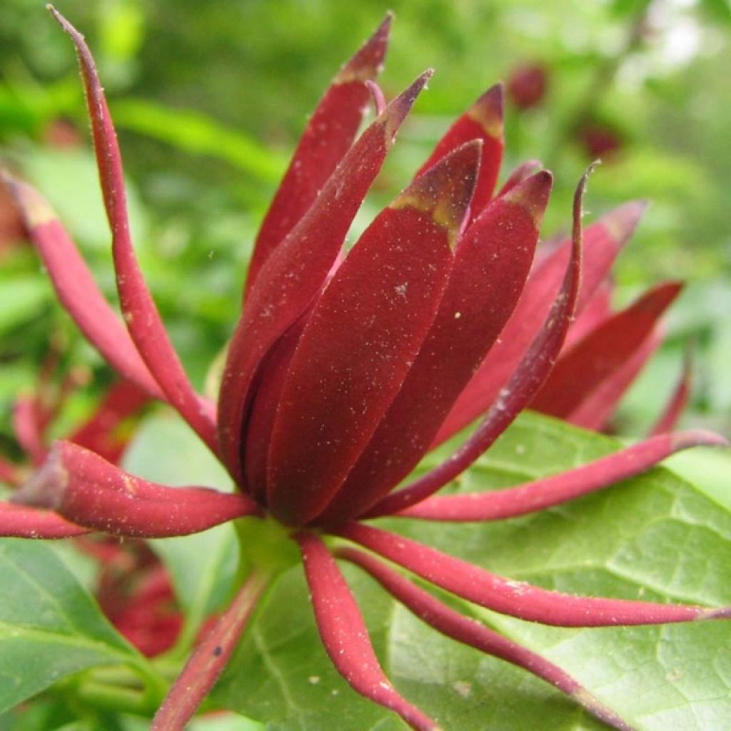 Calycanthus floridus - Sweetshrub