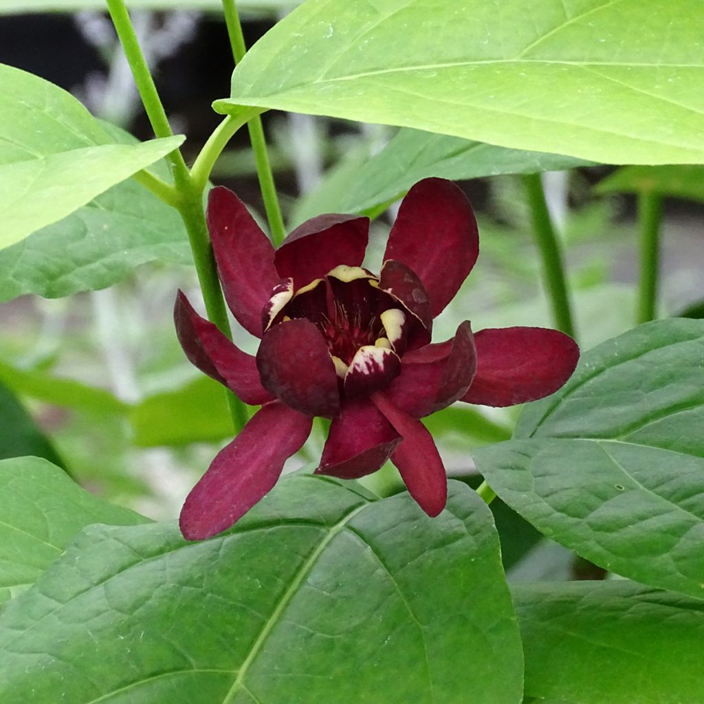 Calycanthus raulstonii Aphrodite- Sweetshrub