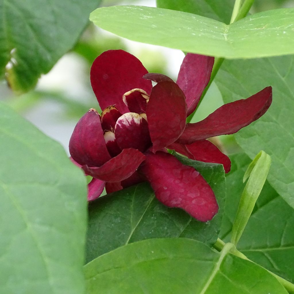 Calycanthus raulstonii Aphrodite- Sweetshrub
