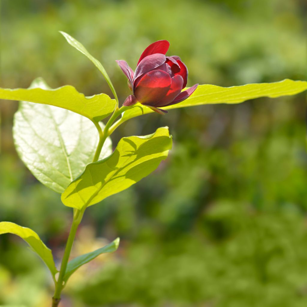 Calycanthus raulstonii Aphrodite- Sweetshrub