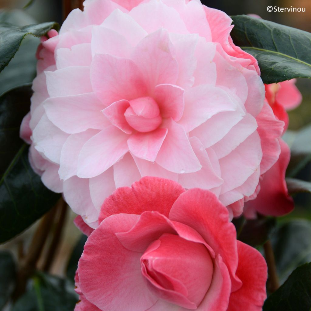 Camellia williamsii Buttons N Bows