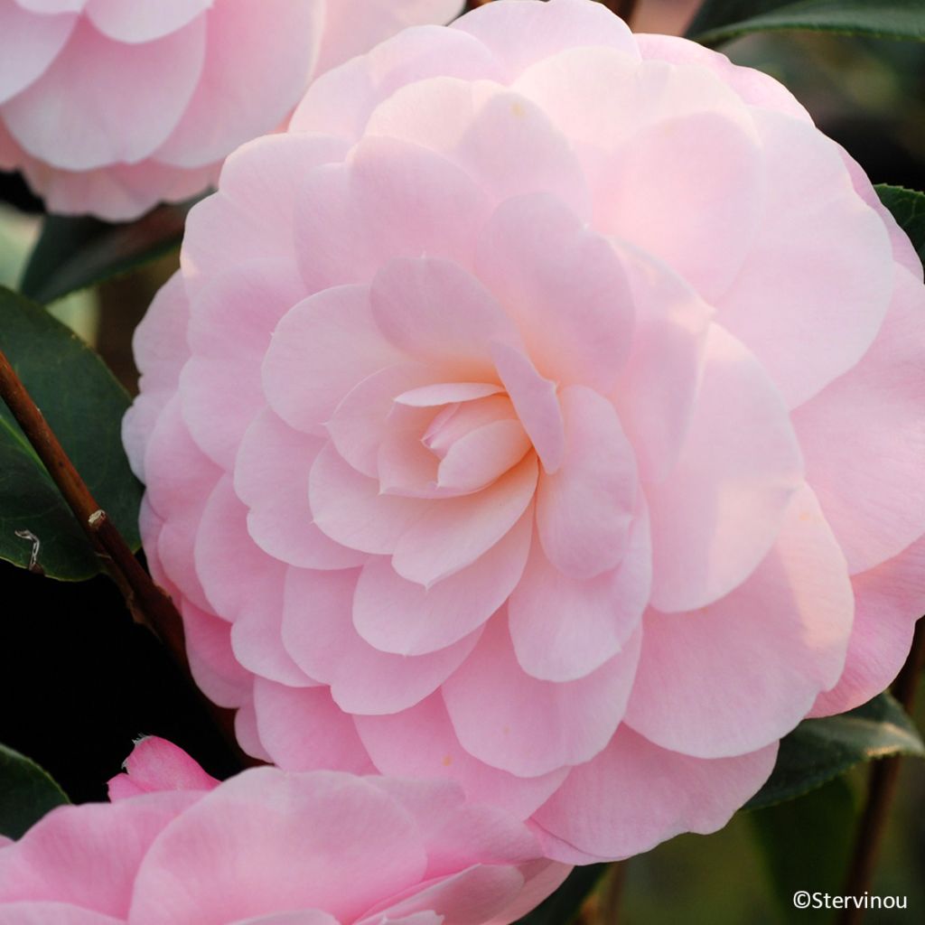 Camellia williamsii Mimosa Jury