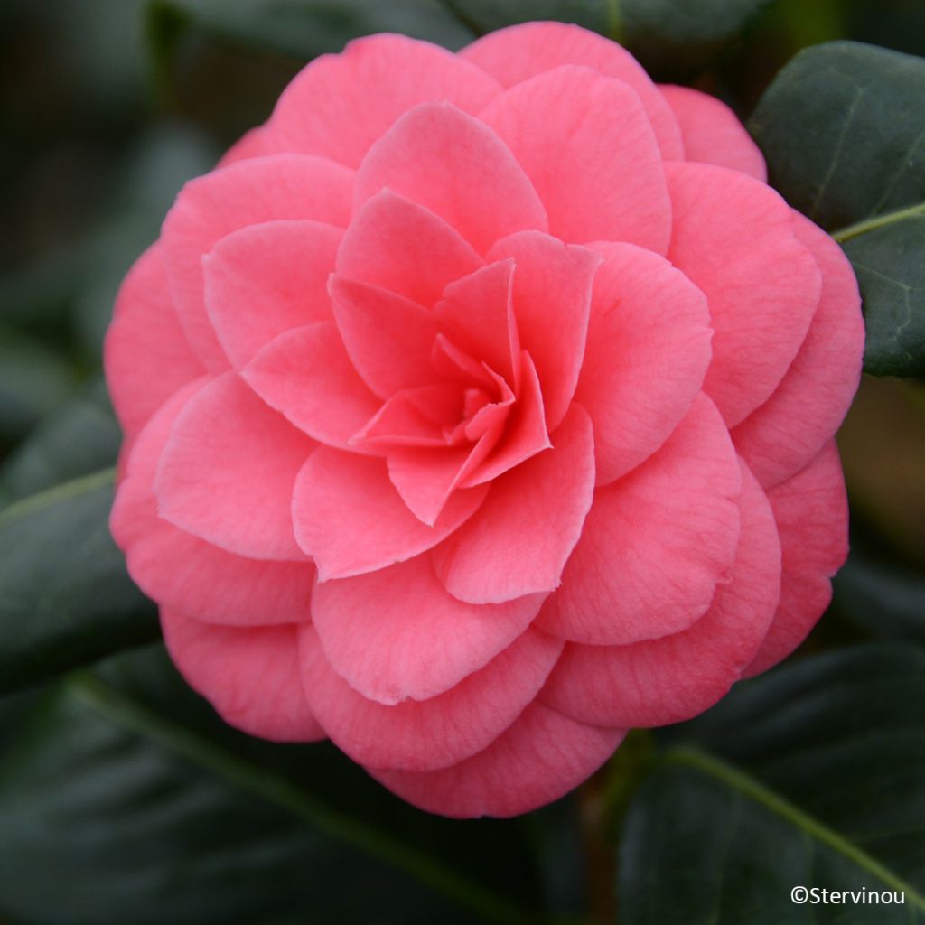 Camellia japonica Spring Formal