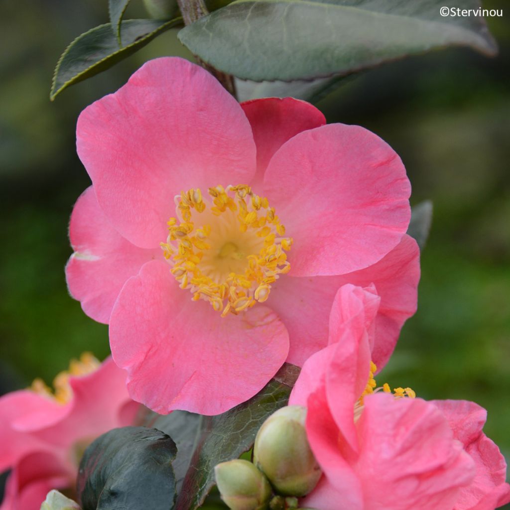 Camellia japonica Ville du Havre
