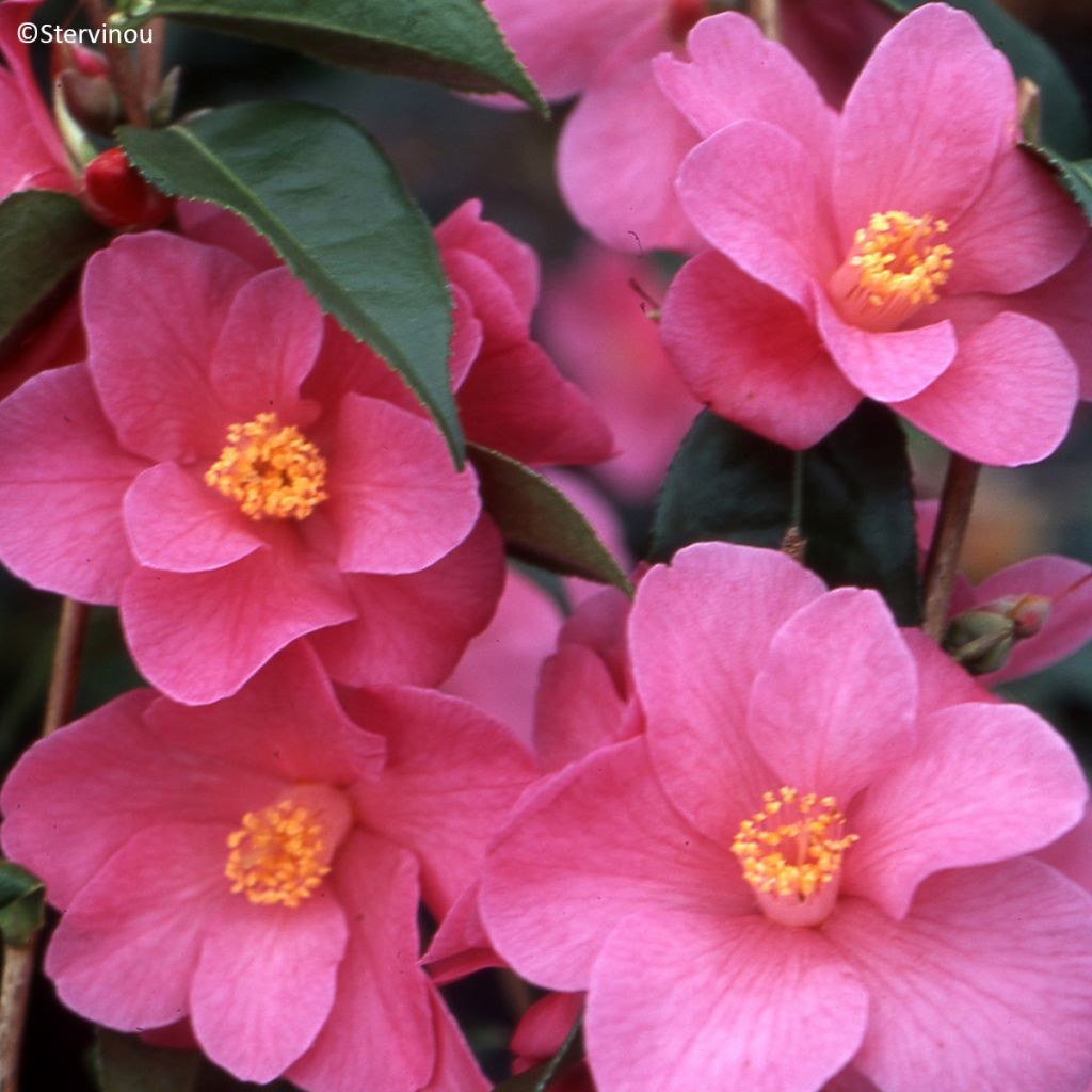 Camellia Crimson Candles