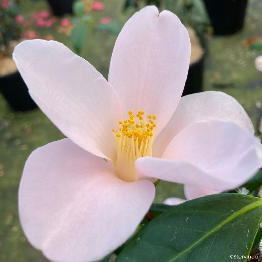 Camellia sasanqua Île Vierge
