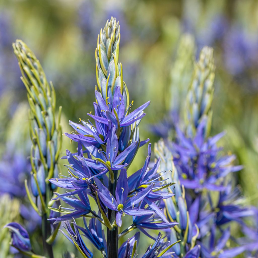 Camassia leichtlinii subsp. suksdorfii Caerulea