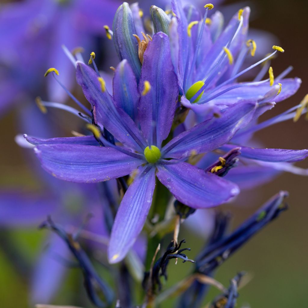 Camassia leichtlinii subsp. suksdorfii Caerulea