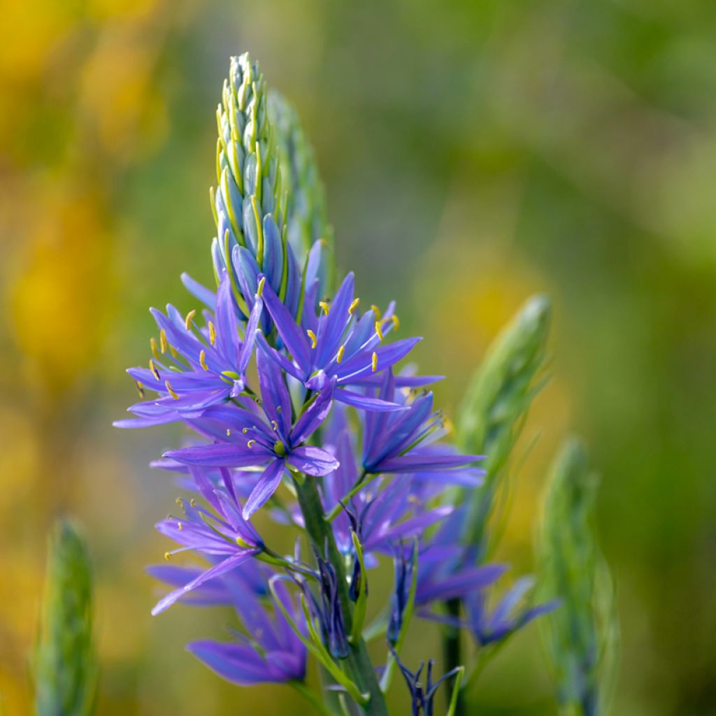 Camassia leichtlinii subsp. suksdorfii Caerulea