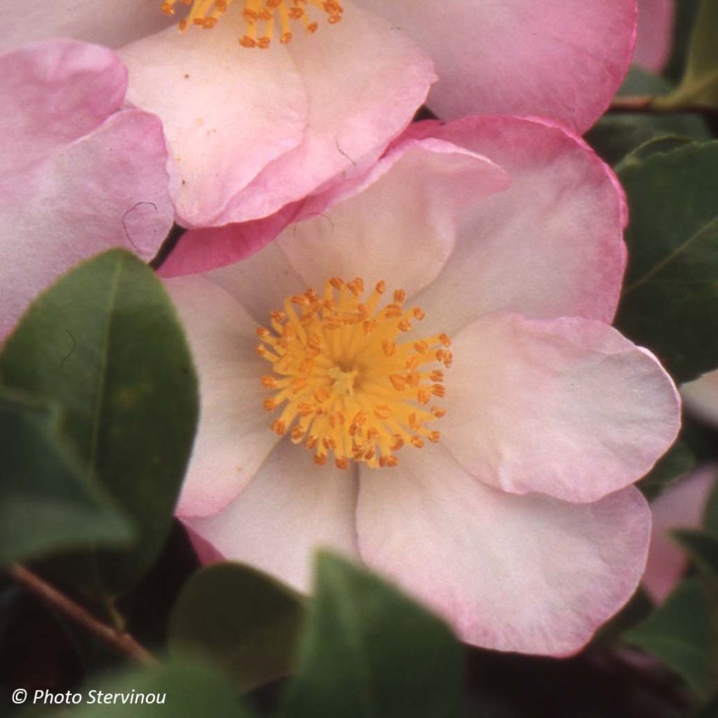 Camélia d'automne Versicolor - Camellia sasanqua