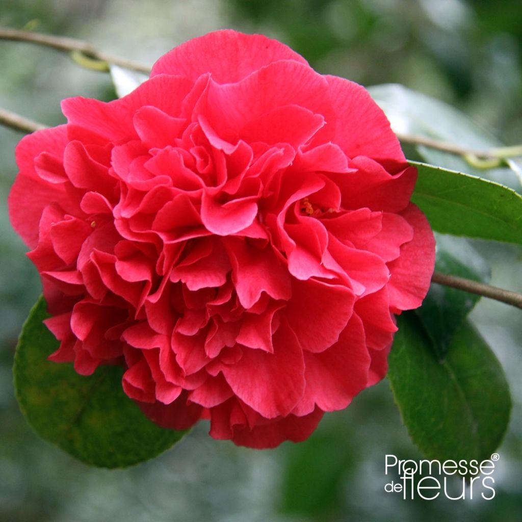Camellia japonica Kramers Supreme