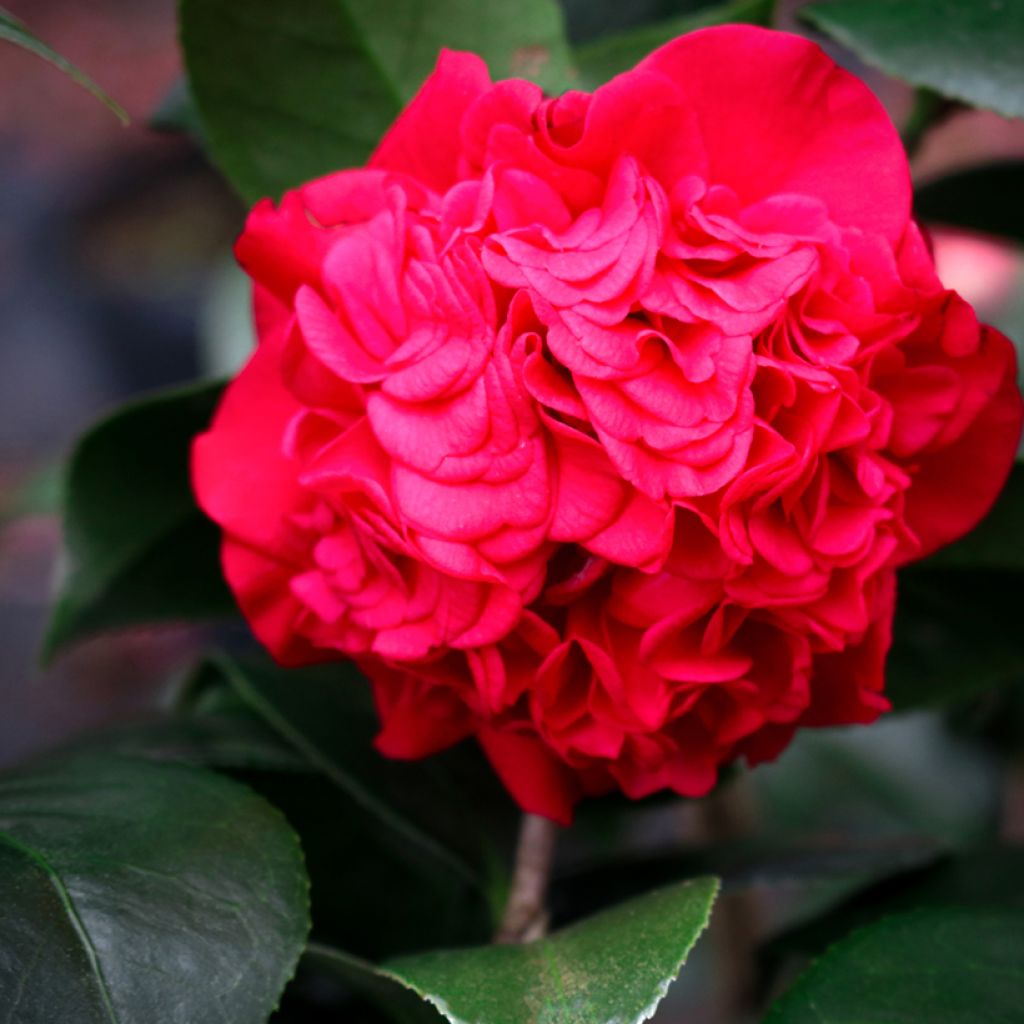 Camellia japonica Kramers Supreme