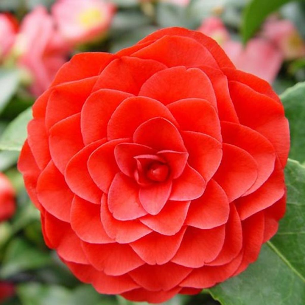 Camellia japonica Roger Hall