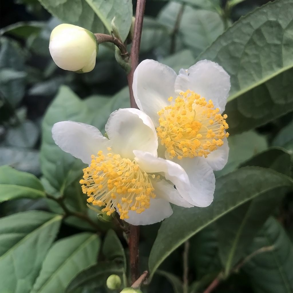 Camellia sinensis ThéOjardin