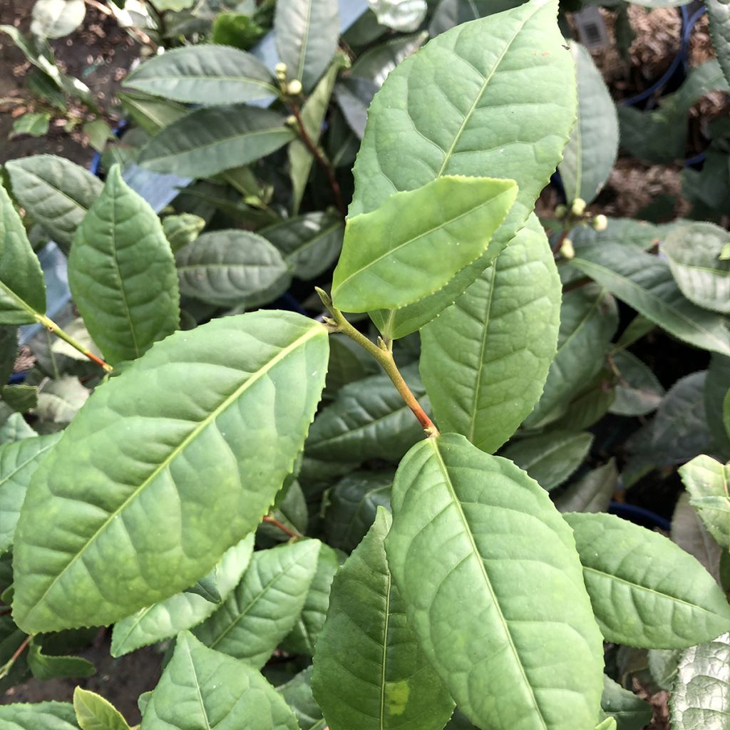 Camellia sinensis ThéOjardin