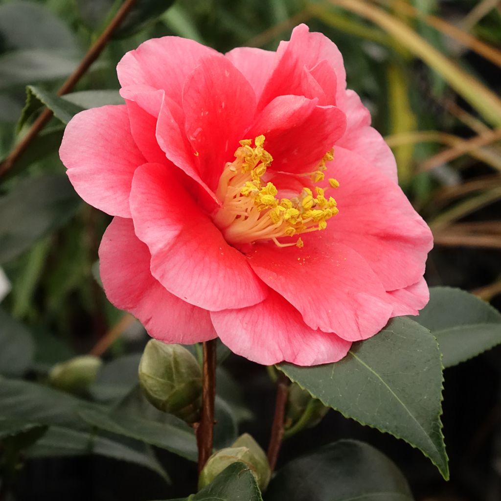 Camellia japonica San Dimas