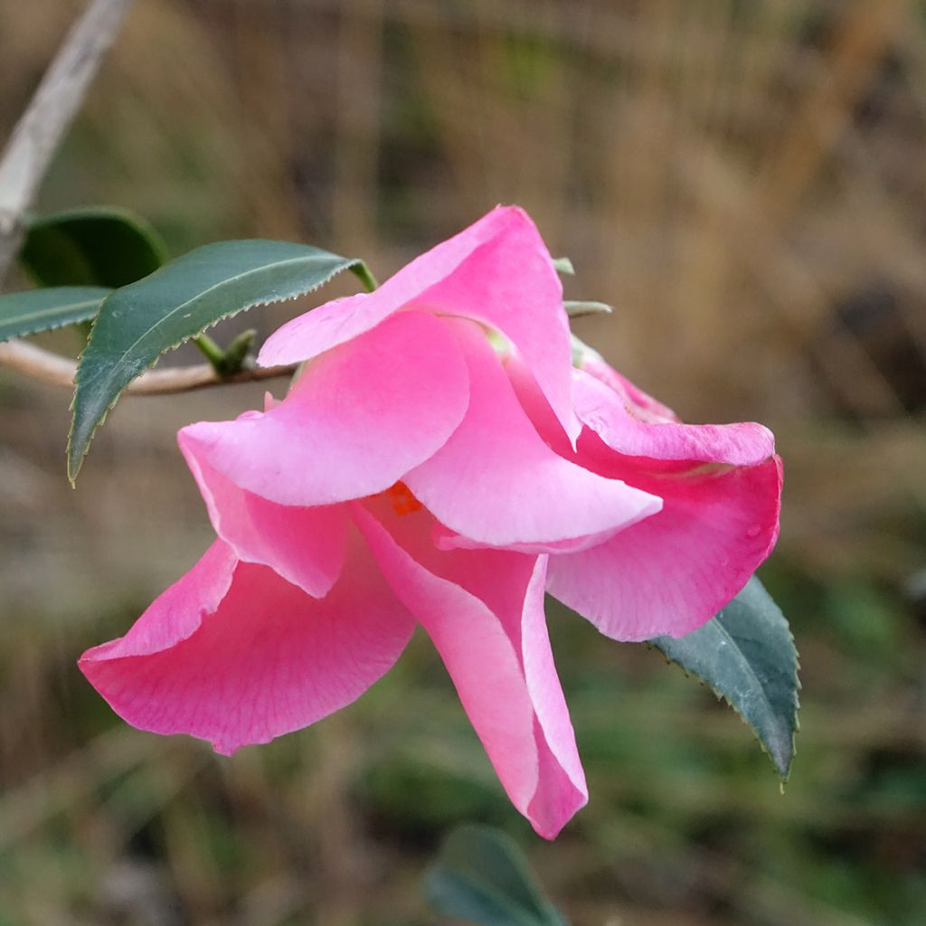 Camellia williamsii Tulip Time