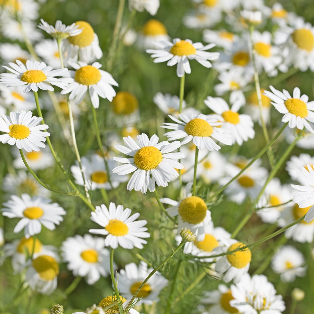 German Chamomile - Matricaria recutita
