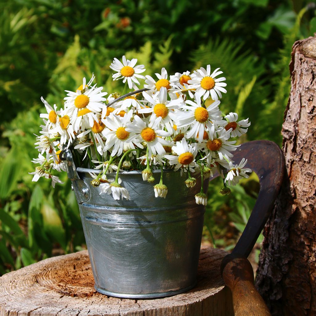 German Chamomile - Matricaria recutita