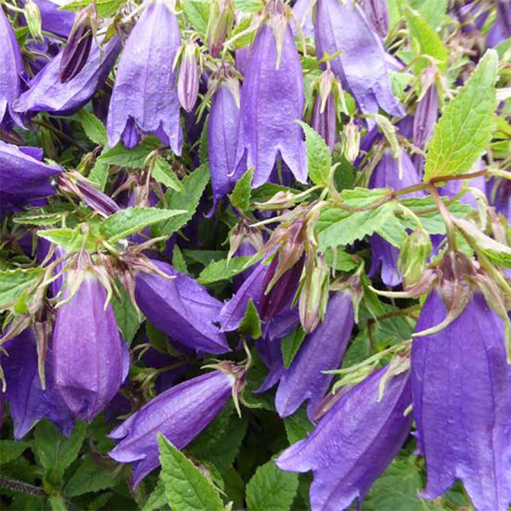 Campanula Ringsabell Indigo Blue