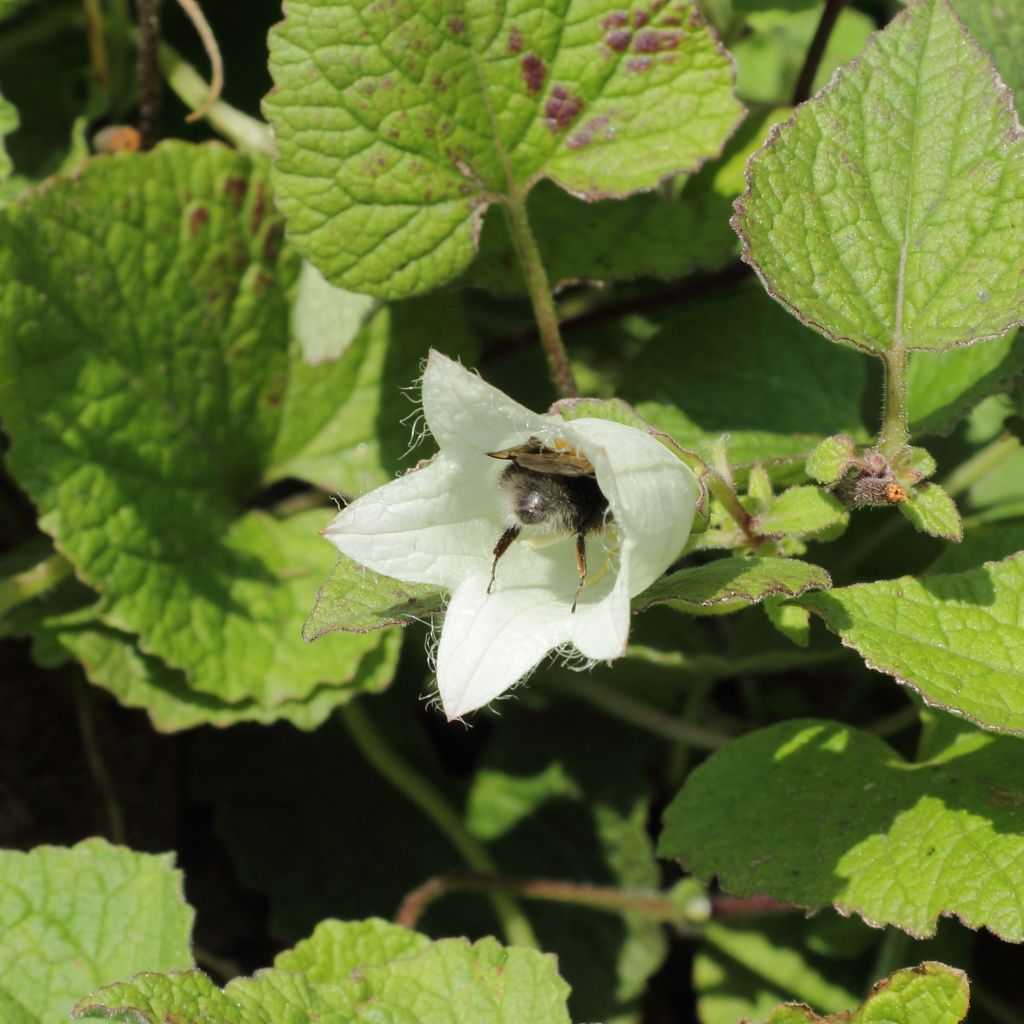 Campanula alliariifolia