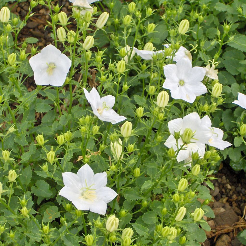 Campanula carpatica Alba