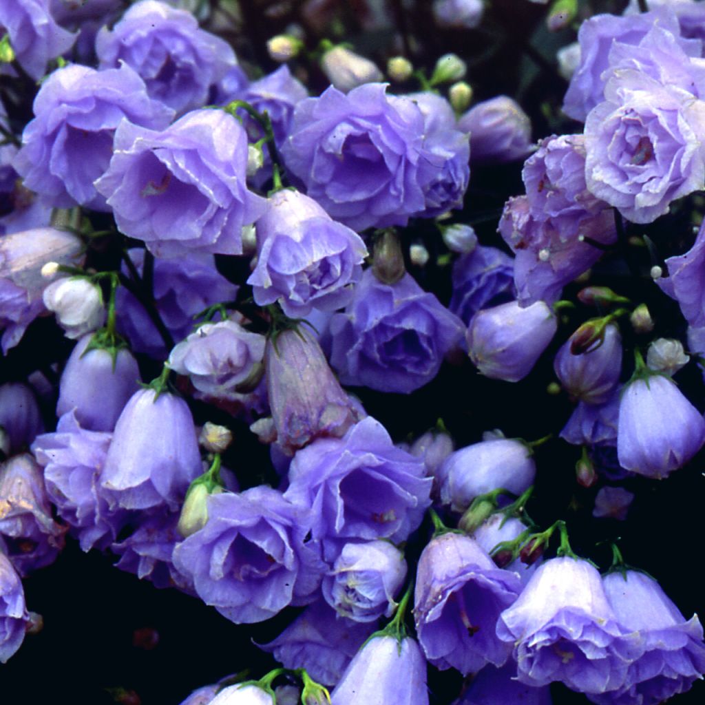 Campanula cochlearifolia Elizabeth Oliver