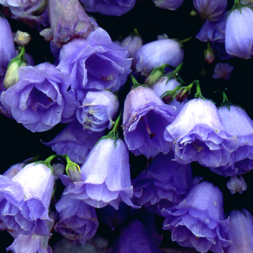 Campanula cochlearifolia Elizabeth Oliver