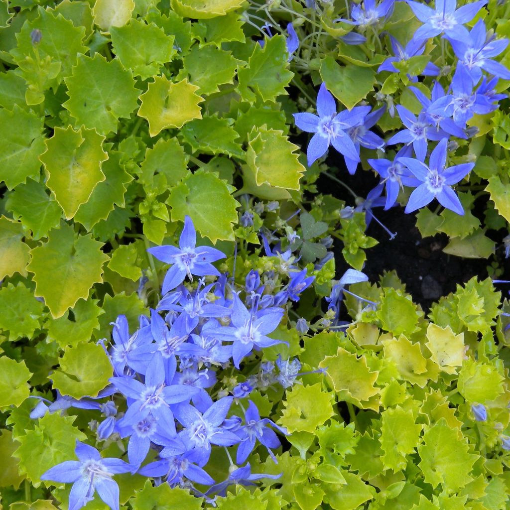 Campanula garganica Dicksons Gold