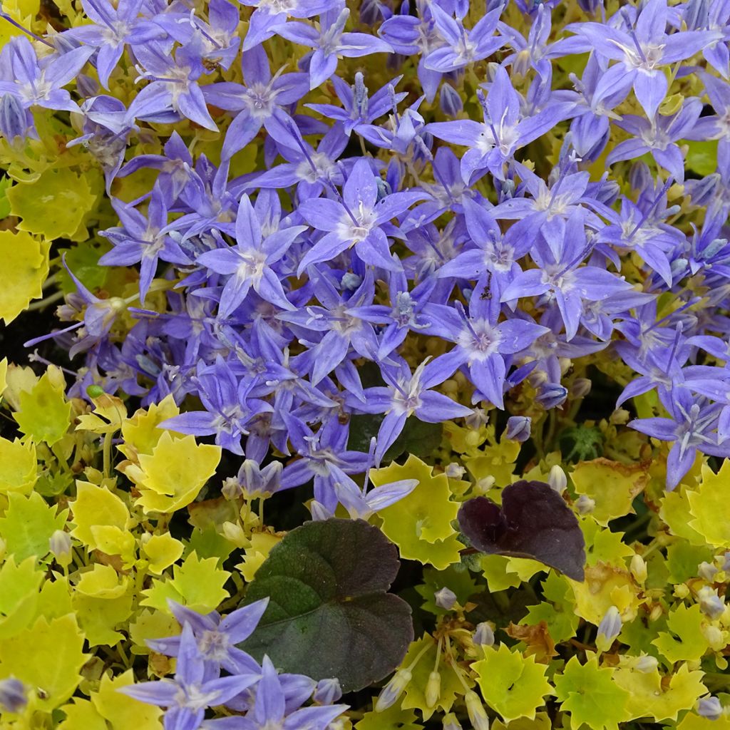 Campanula garganica Dicksons Gold