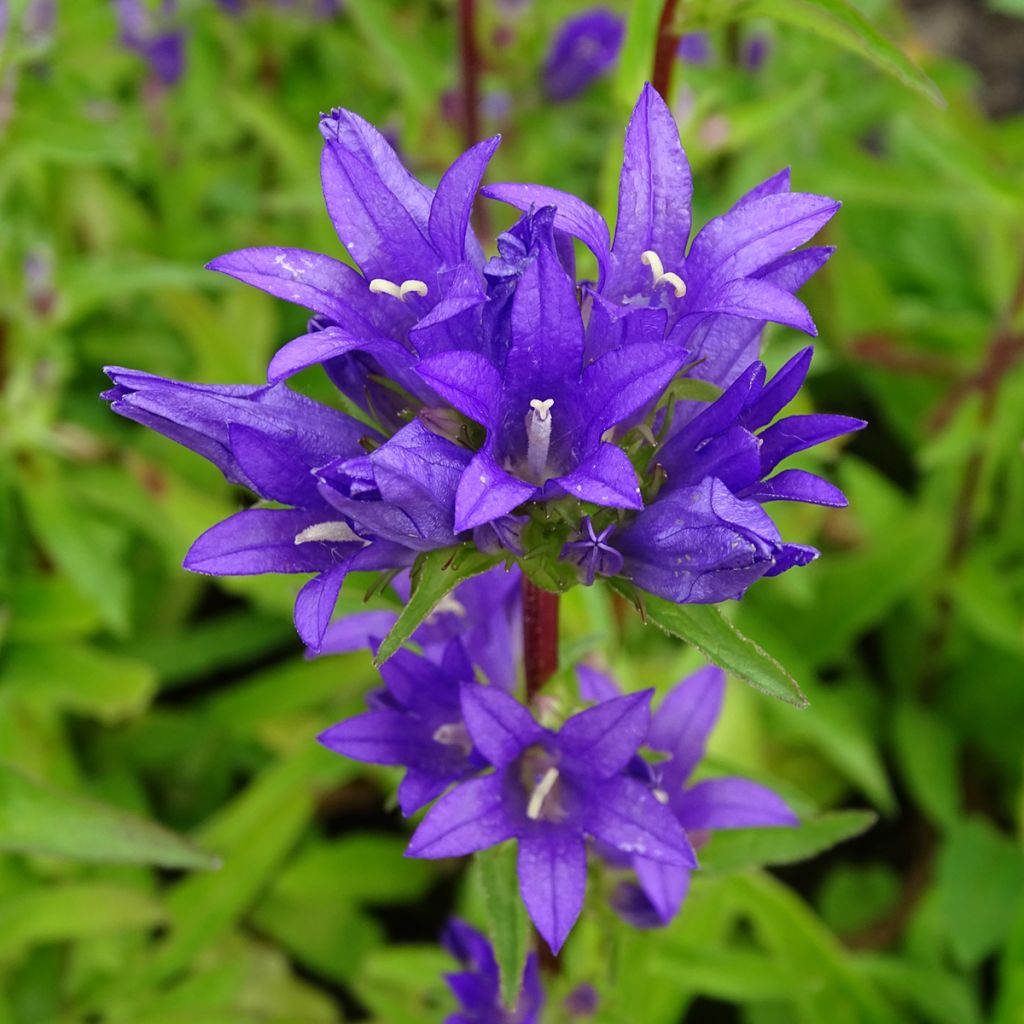 Campanula glomerata var. acaulis