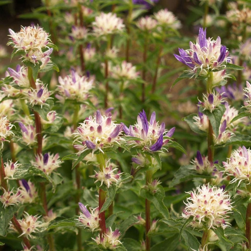 Campanula glomerata Genti Twisterbell