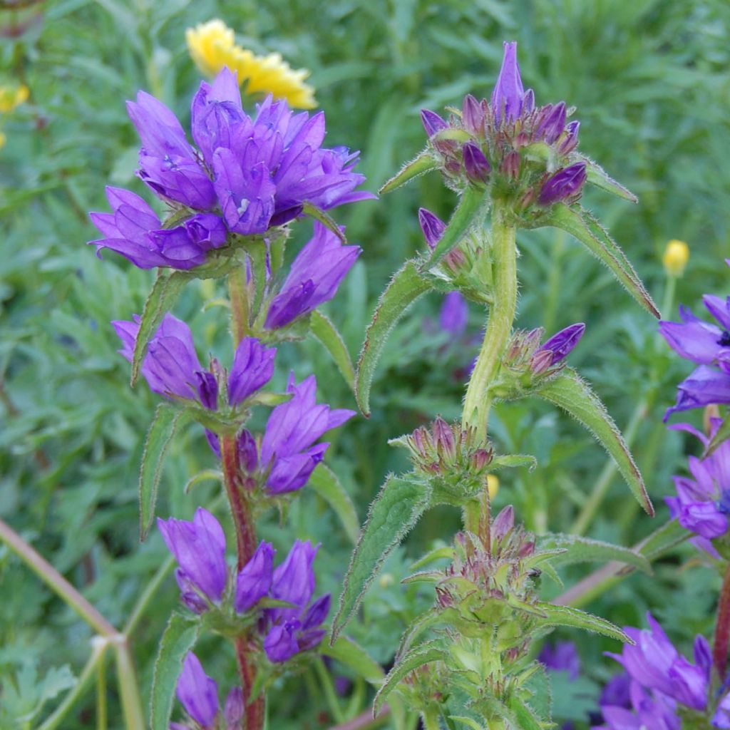 Campanula glomerata Superba
