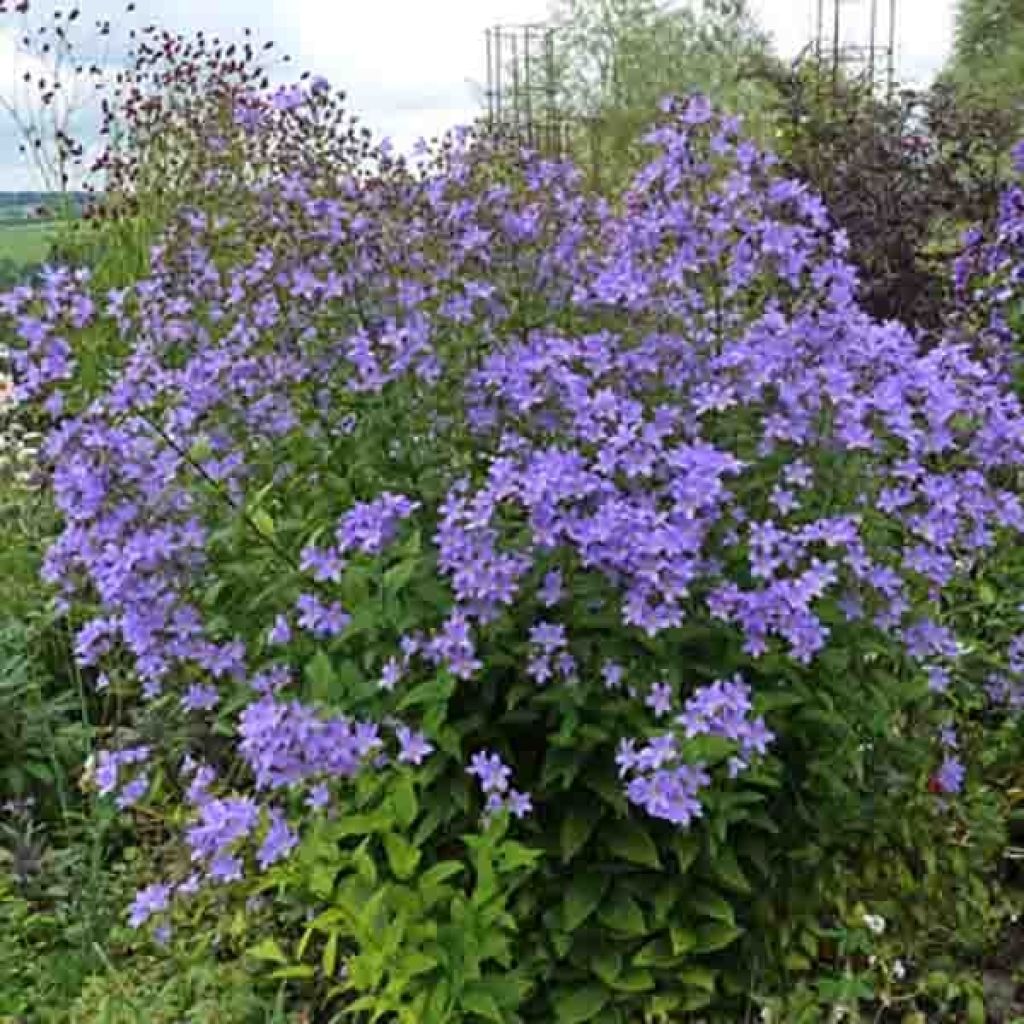 Campanula lactiflora Prichards variety