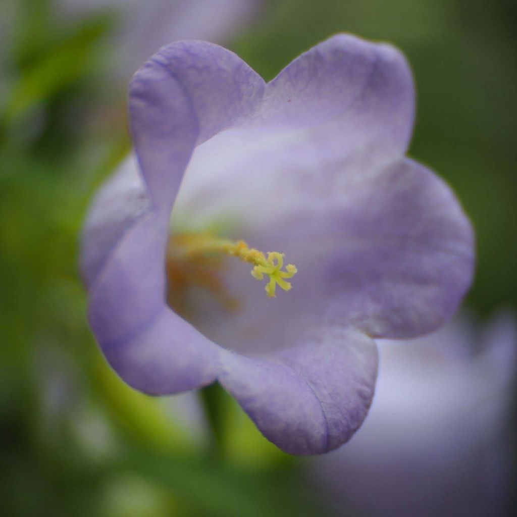 Campanula medium blue-flowered