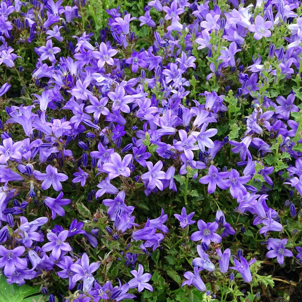 Campanula portenschlagiana