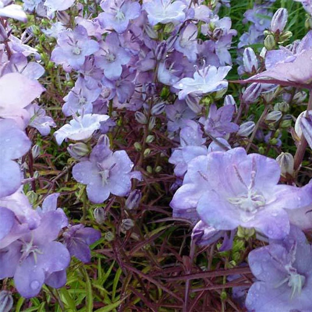 Campanula persicifolia Hidcote Amethyst