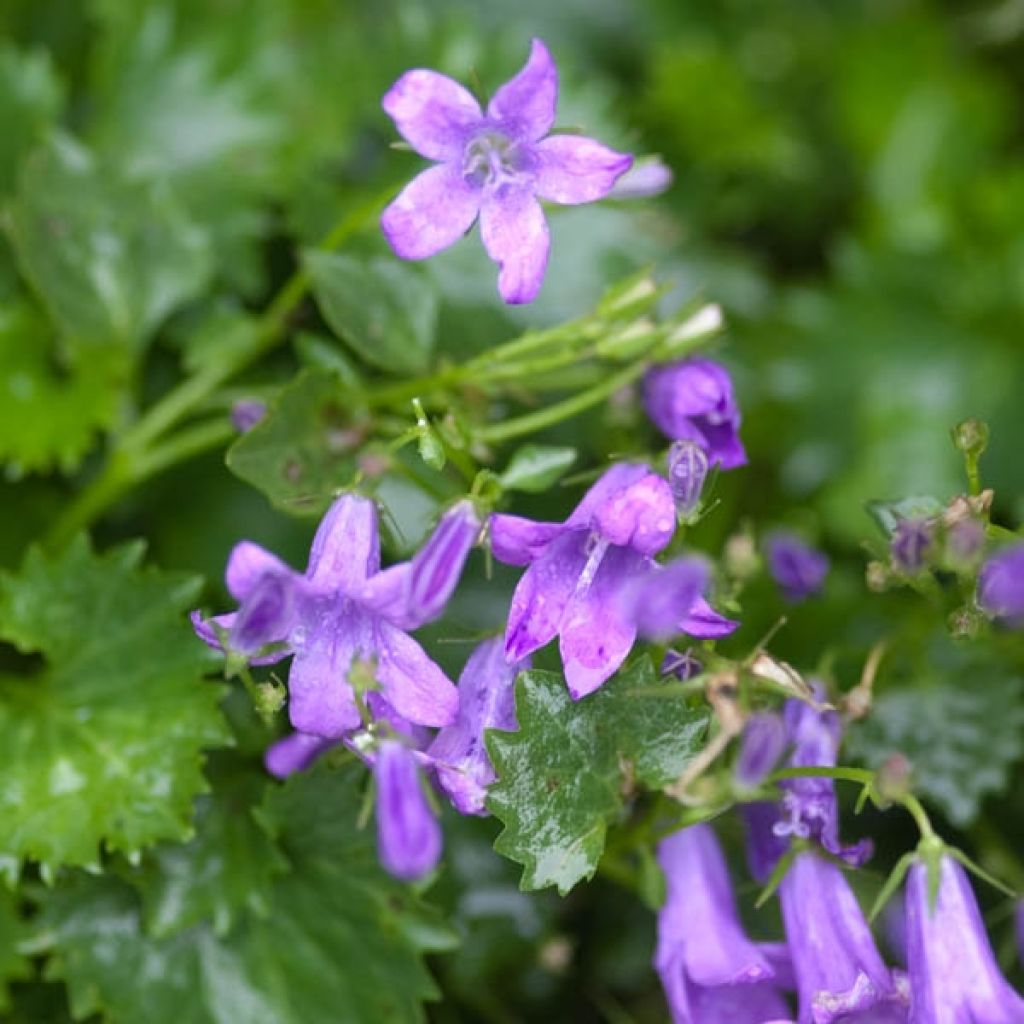 Campanula poscharskyana