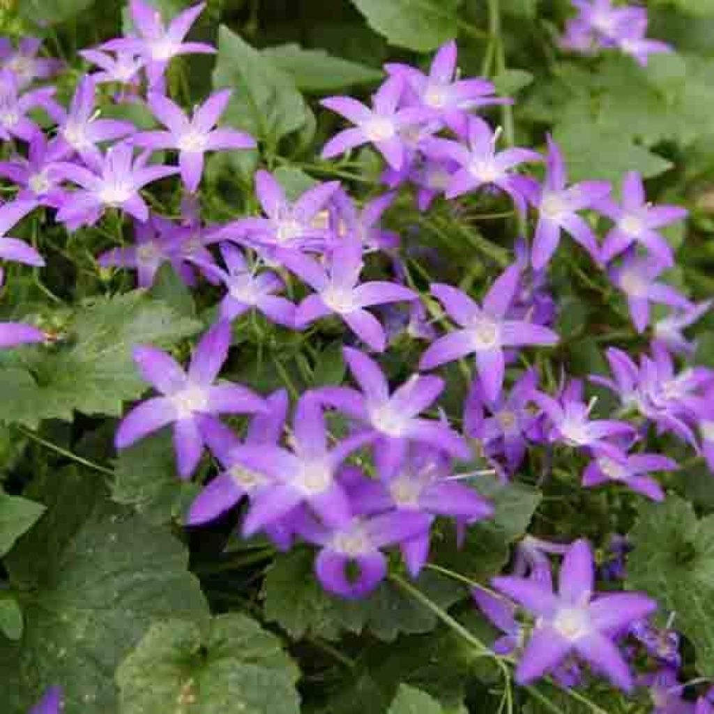 Campanula poscharskyana