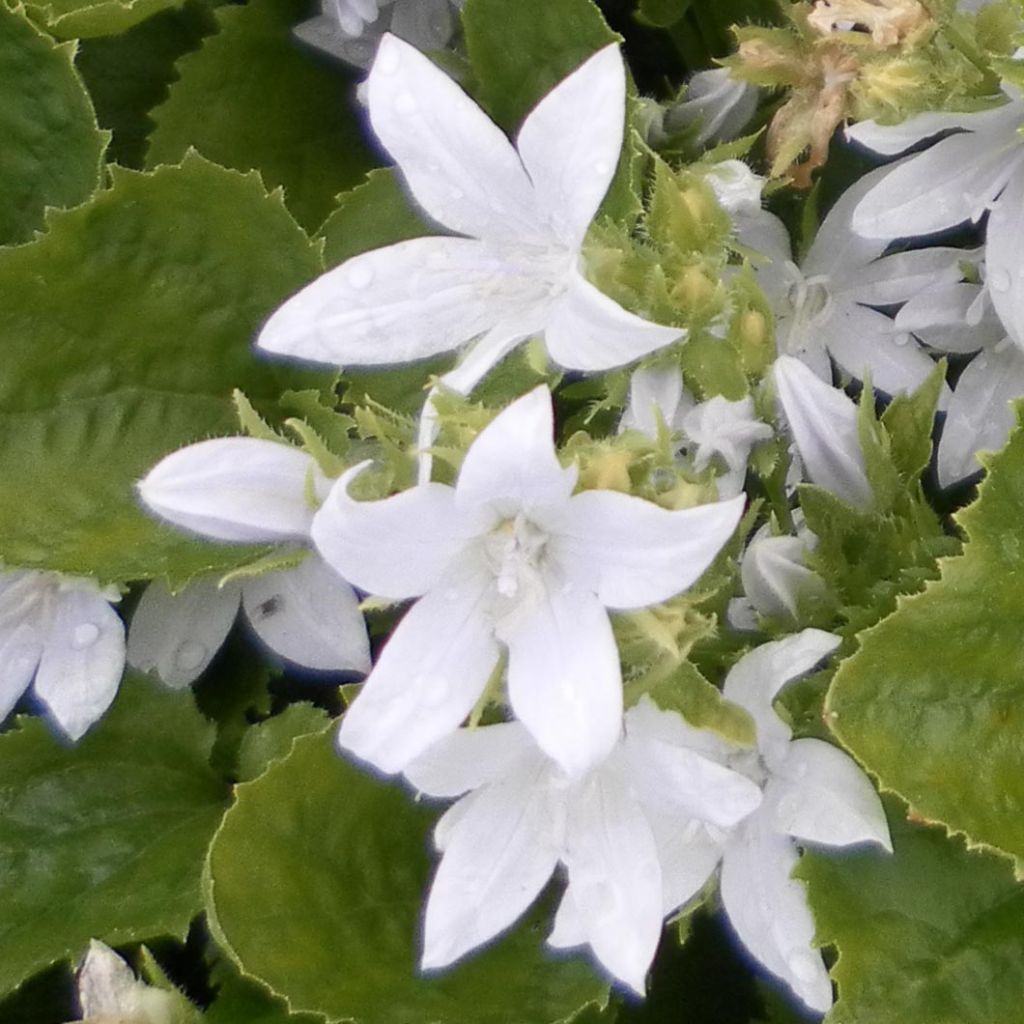 Campanula poscharskyana E.H. Frost