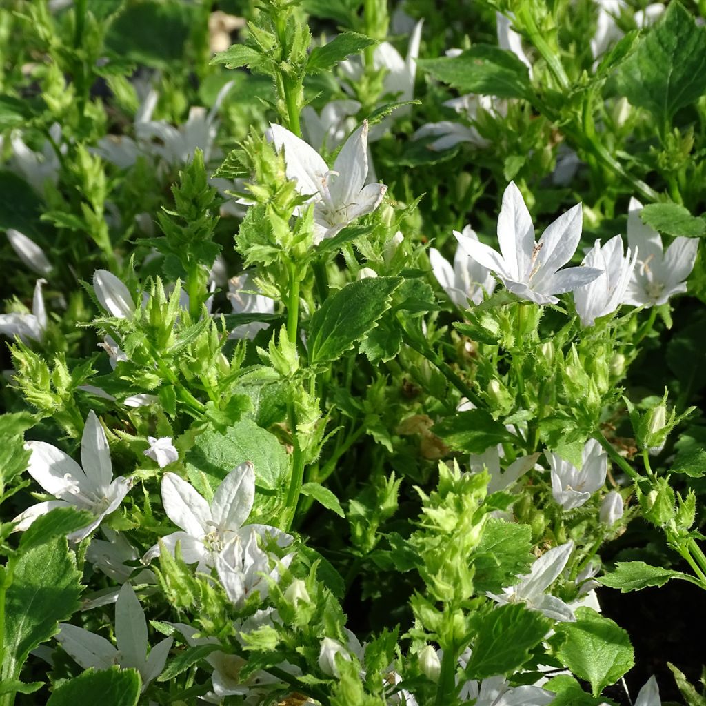 Campanula poscharskyana E.H. Frost