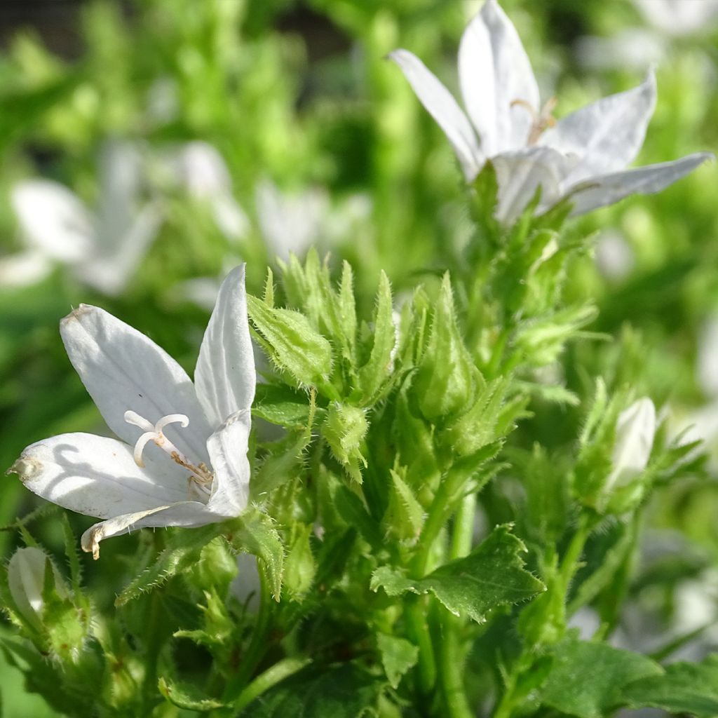 Campanula poscharskyana E.H. Frost