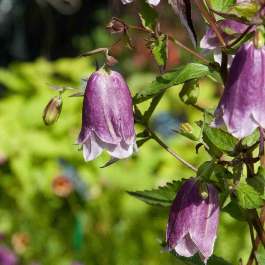 Campanula Pantaloons