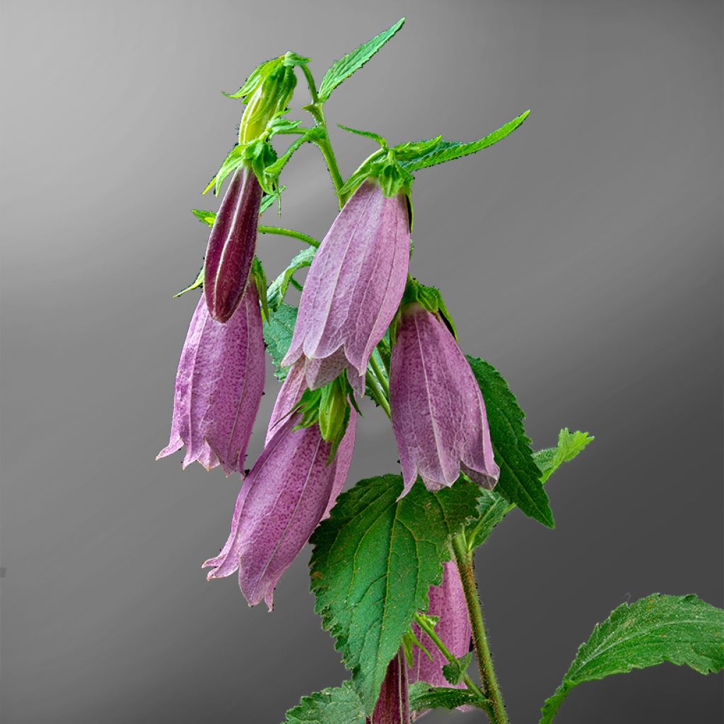 Campanula punctata f. Rubriflora