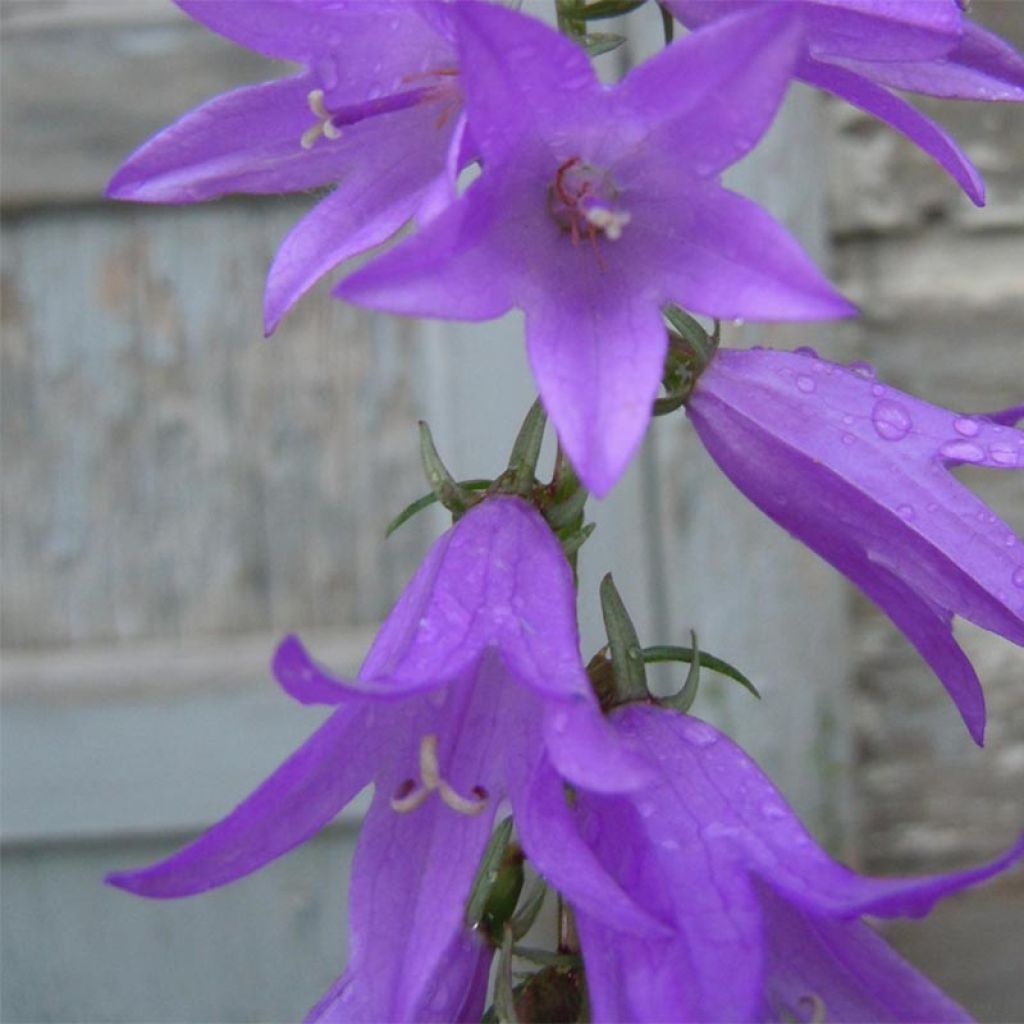 Campanula rapunculoides